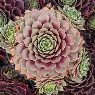 Saulrietenis 'Big Sam Red Mellow'